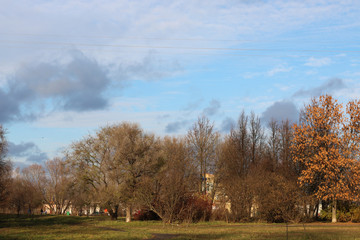 Autumn park trees bare