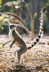 Ring-tailed lemur on the ground. Madagascar. An excellent illustration.