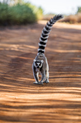 Ring-tailed lemur goes on the ground. Madagascar. An excellent illustration. © gudkovandrey