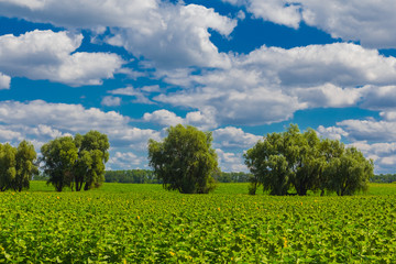 beautiful summer rural scene