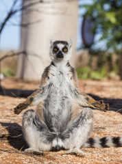 Ring-tailed lemur sitting on the ground. Madagascar. An excellent illustration.