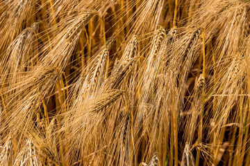 Gerstenfeld vor der Ernte