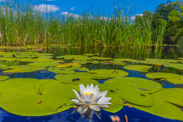 beautiful white lily on a lake