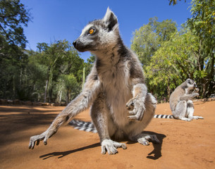 Ring-tailed lemur sitting on the ground. Madagascar. An excellent illustration.