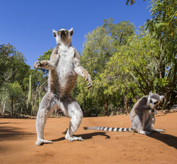 Ring-tailed lemur on the ground. Madagascar. An excellent illustration. © gudkovandrey