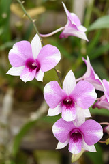 Close up of orchid flower in the garden