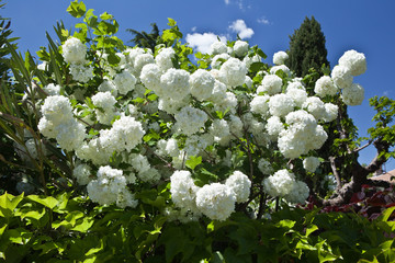 Viburnum opulus