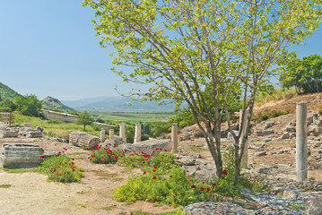 tree with poppy flowers at ancient greek ruins