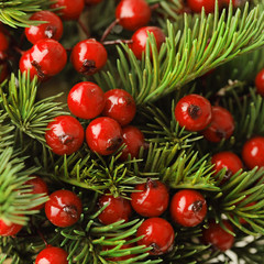 christmas background with hawthorn twig