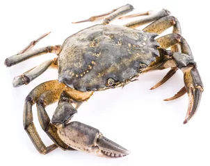 Foto auf Acrylglas Carcinus maenas -edible alive crab. © volff