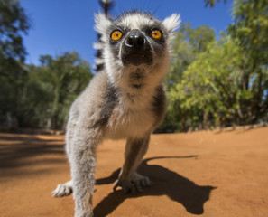 Ring-tailed lemur on the ground. Madagascar. An excellent illustration.