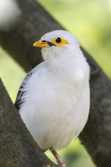 Beautiful White Bird