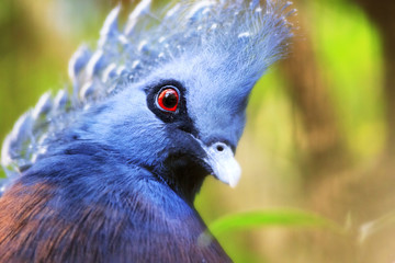 Beautiful Blue Bird