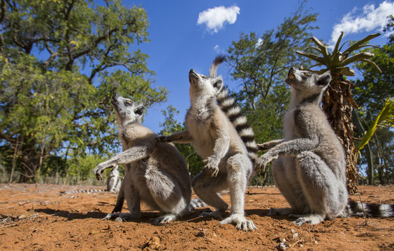Ring-tailed lemurs are sitting on the ground. Madagascar. An excellent illustration.