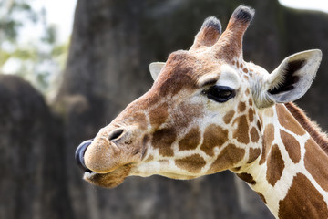 Giraffe Eating