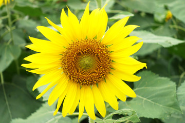 beautiful sunflower in sunflower field.