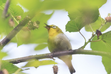 Beautiful yellow Bird