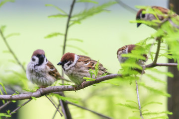 Beautiful Birds