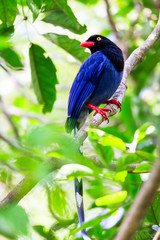 Taiwan Blue Magpie
