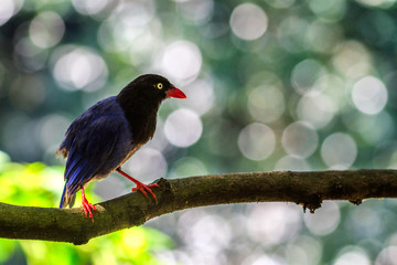 Taiwan Baby Blue Magpie