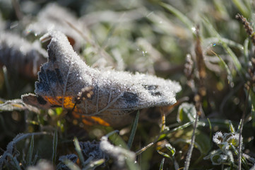 Plant covered with hoar frost, close up