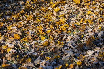 Yellow fallen leaves covered with frost