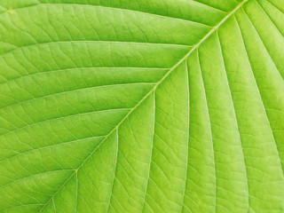 green leaf texture