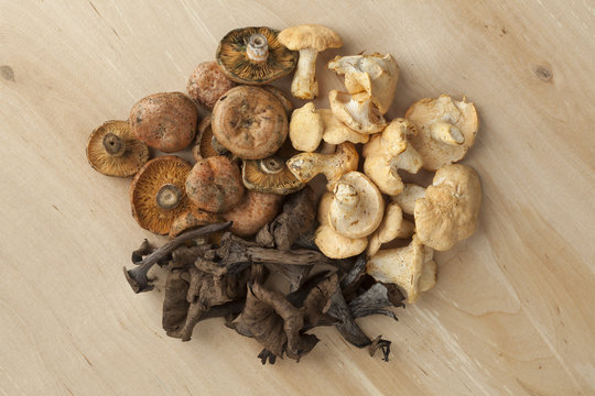 Heap of fresh wild mushrooms