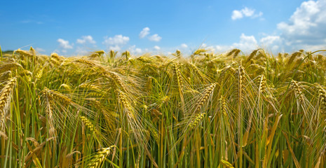 Wheat growing on a sunny field in summer