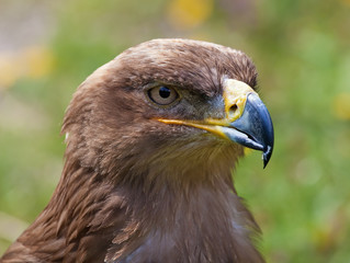 Obraz premium eagle