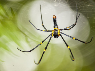 The spider bokeh background