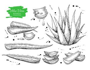 Vector hand drawn botanical Aloe Vera. - obrazy, fototapety, plakaty