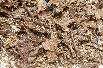 Paper eaten by termite