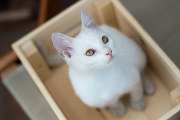 White Cat In Wooden Crate