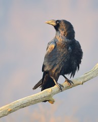 Common Raven (Corvus corax) On the Branch