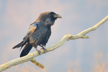 Common Raven (Corvus corax) On the Branch