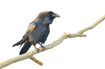 Common raven (Corvus corax). Bird isolated on white