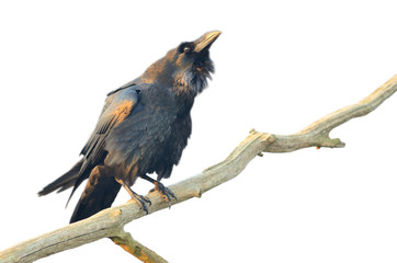 Common raven (Corvus corax). Bird isolated on white