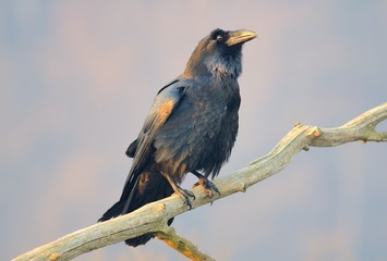 Common Raven (Corvus corax) On the Branch