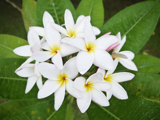 Plumeria flower or Frangipani in the garden