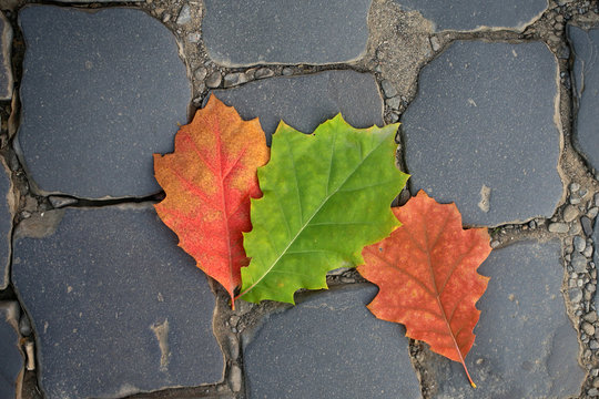 Three fallen oak leaves