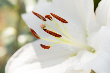 Fototapeta na wymiar Beautiful white lilies flowers, carpel flowers.