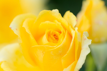 Yellow rose flower close up.