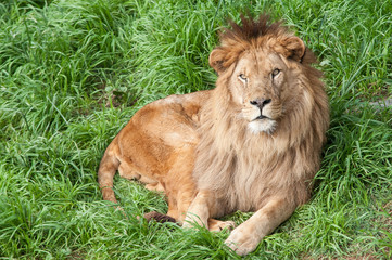 soy el rey