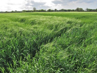 Fototapeta premium Rye field