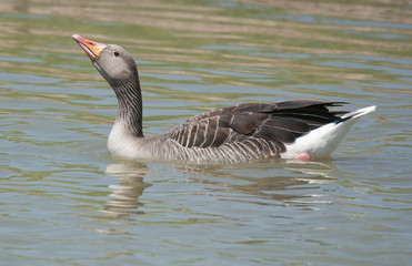 Greylag Goose (Anser anser) swimming. © asfloro