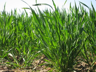 Fototapeta premium Wheat