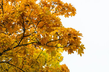 Maple tree with yellow leaves against the sky