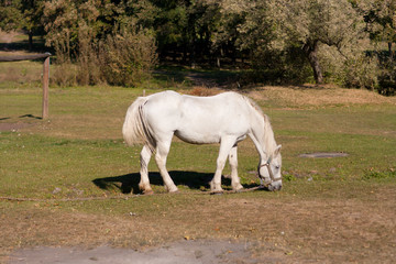 beautiful white horse grazing in the meadow