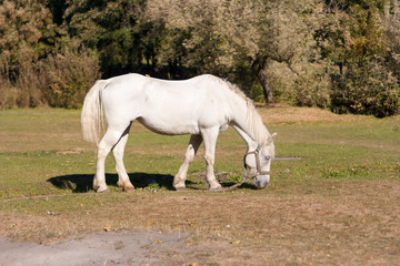 beautiful white horse grazing in the meadow